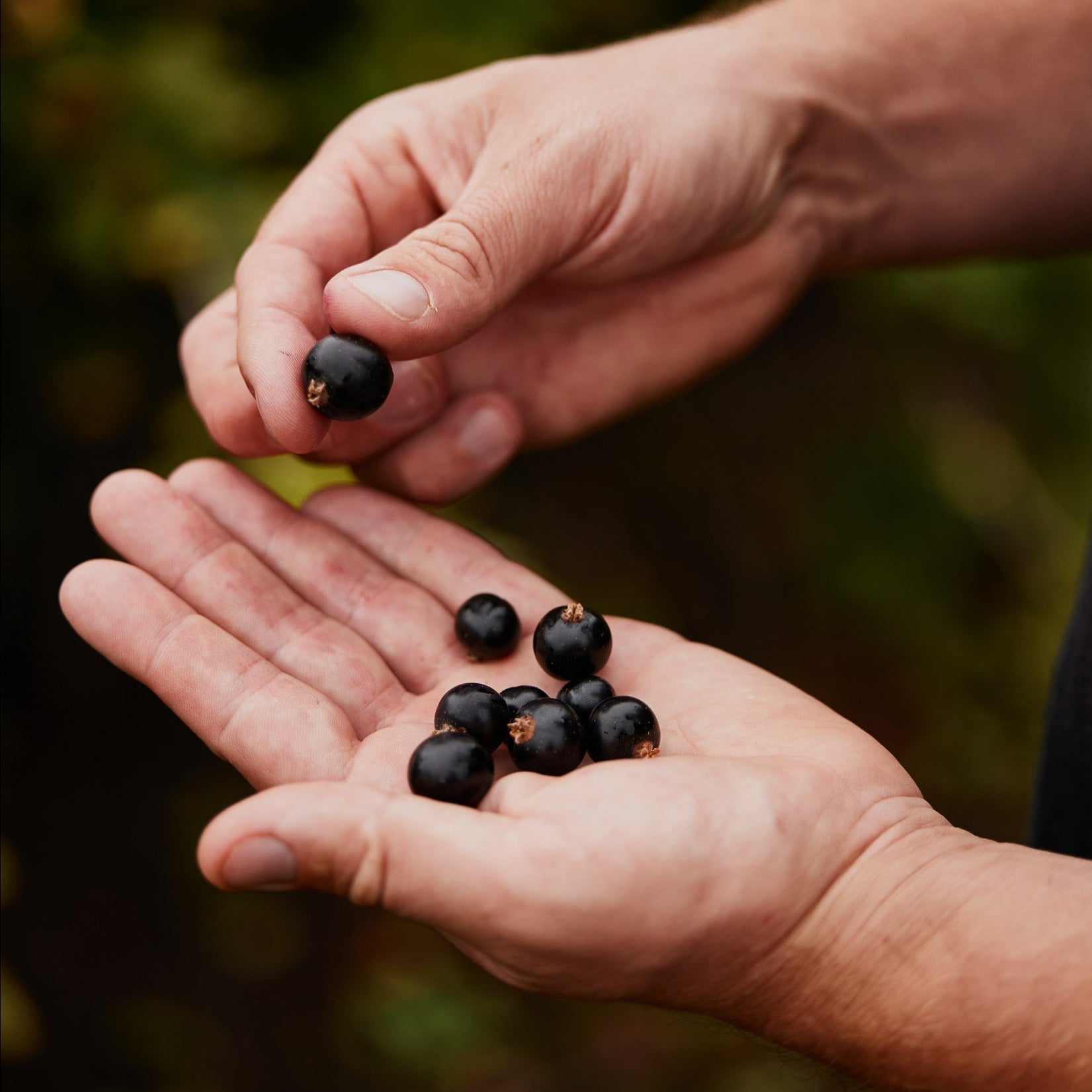 Moor Gel 180g - Blackcurrant