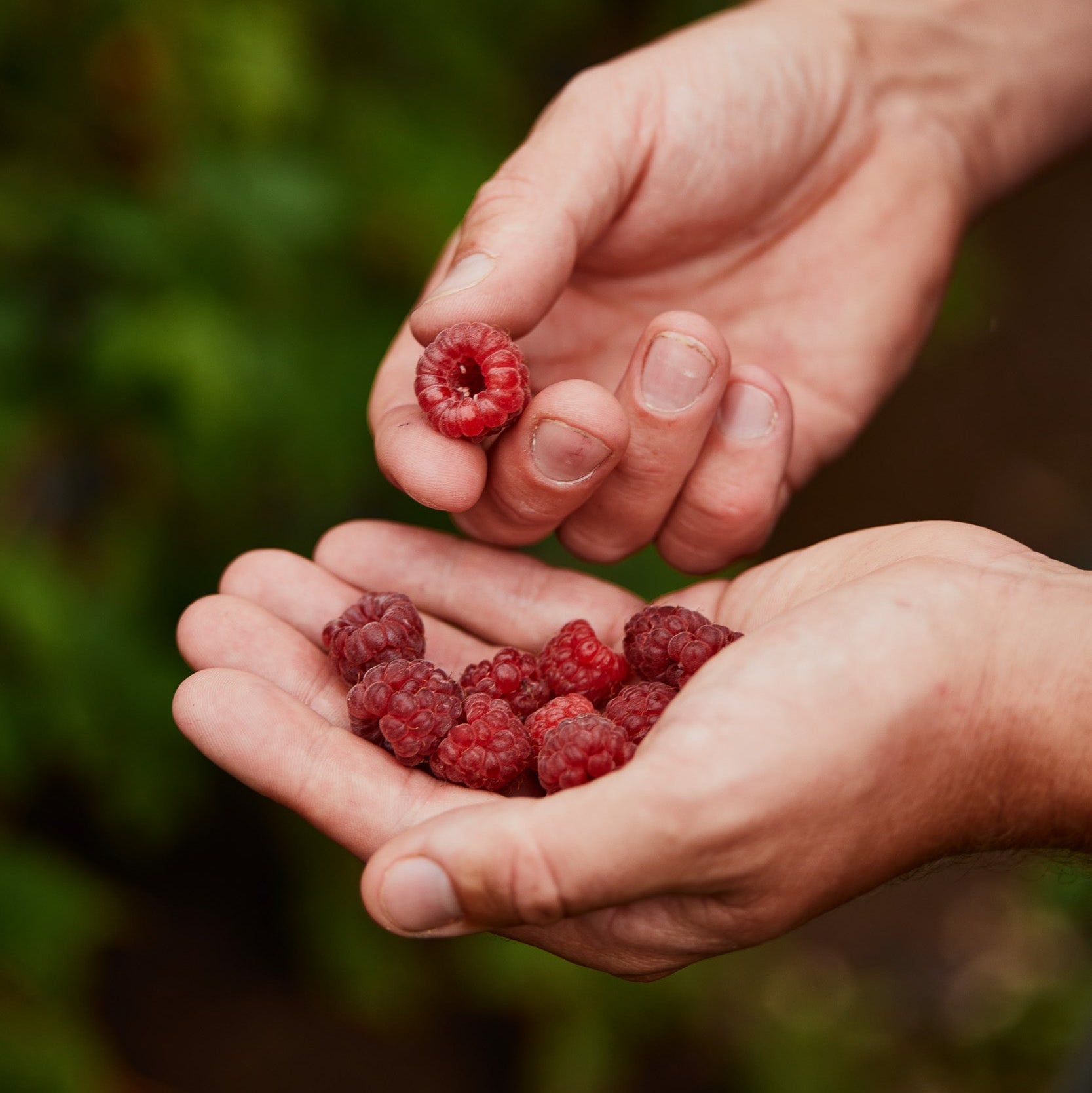 Moor Drink Mix - Raspberry