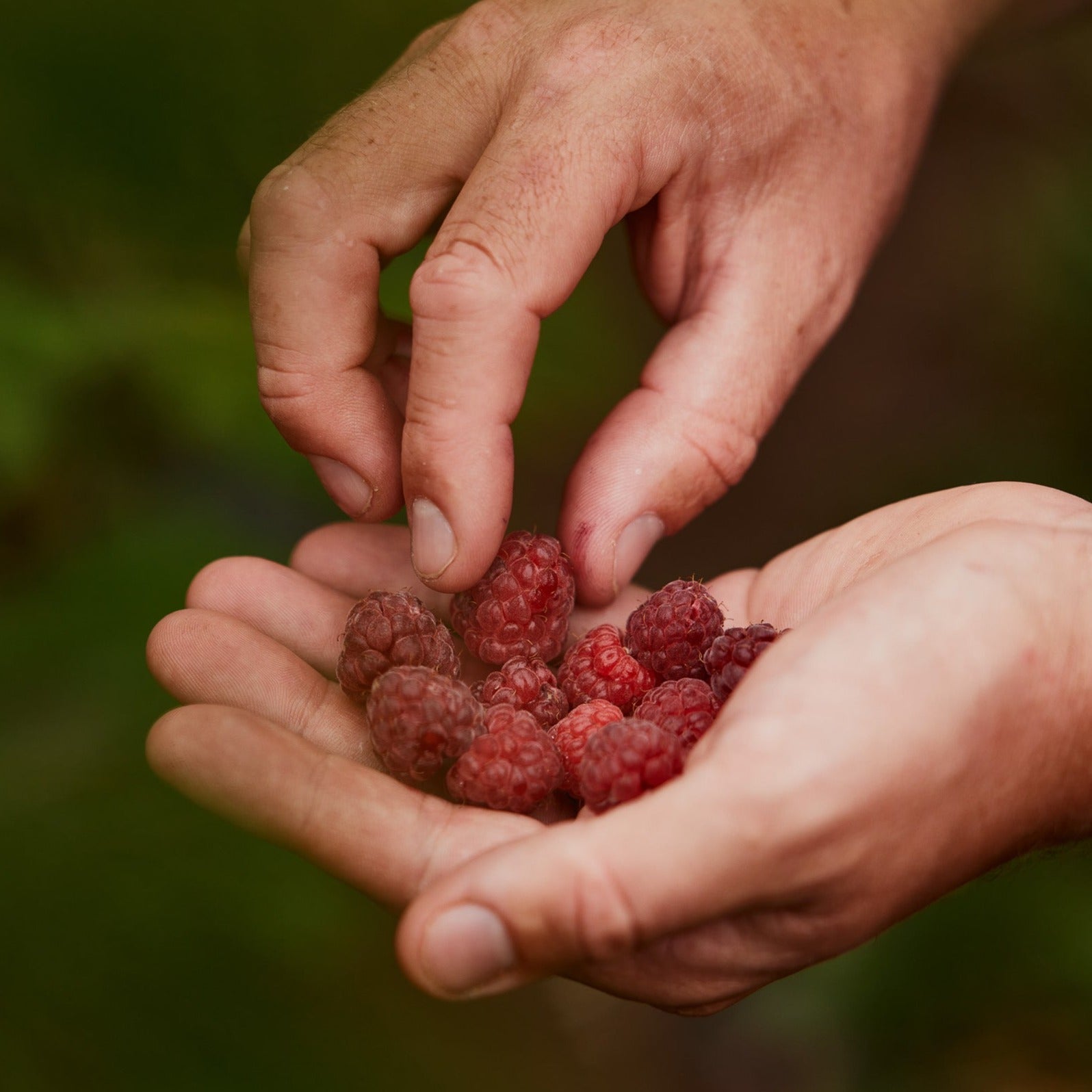 Moor Energy Gels - Raspberry