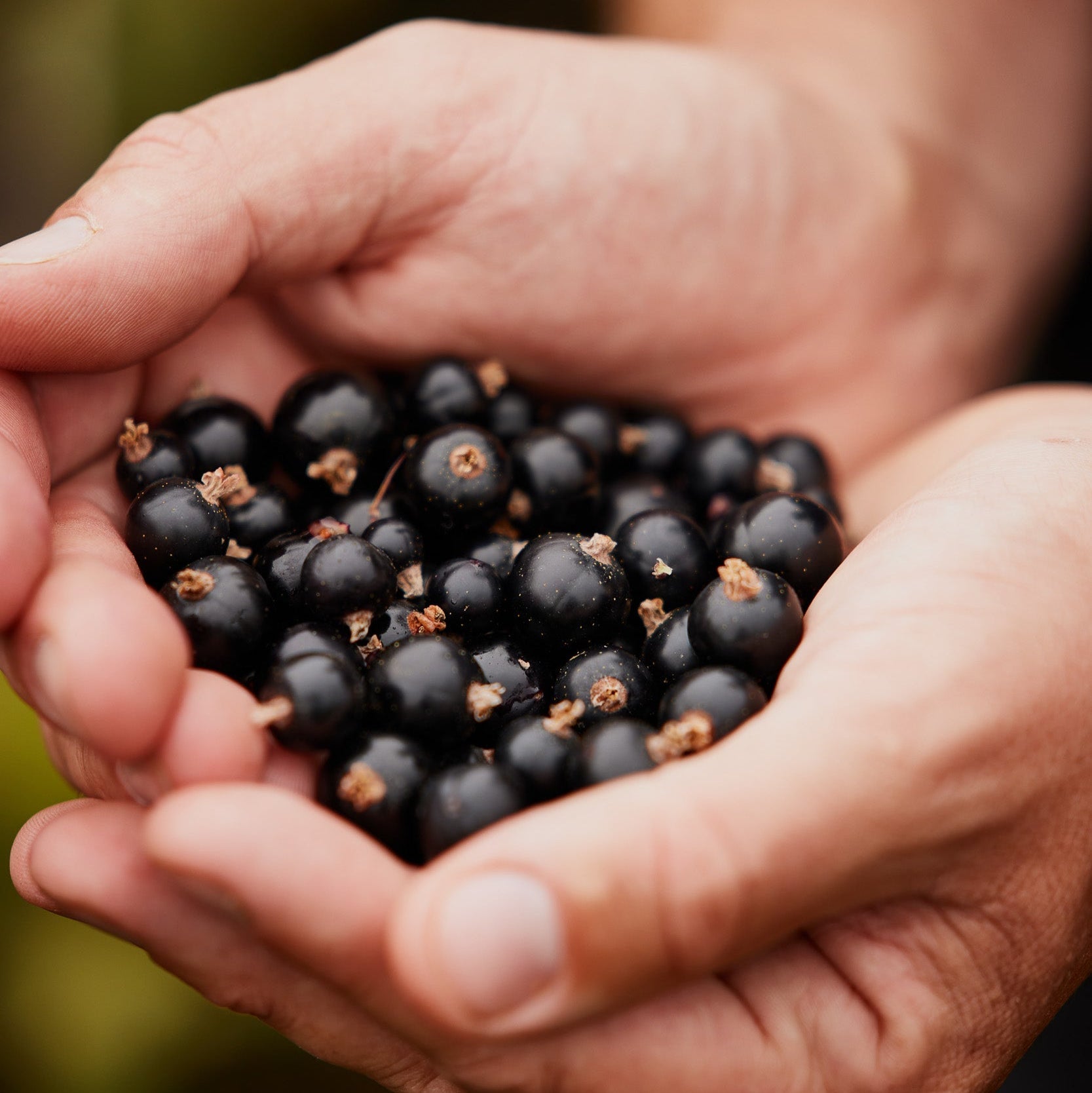 Moor Drink Mix - Blackcurrant
